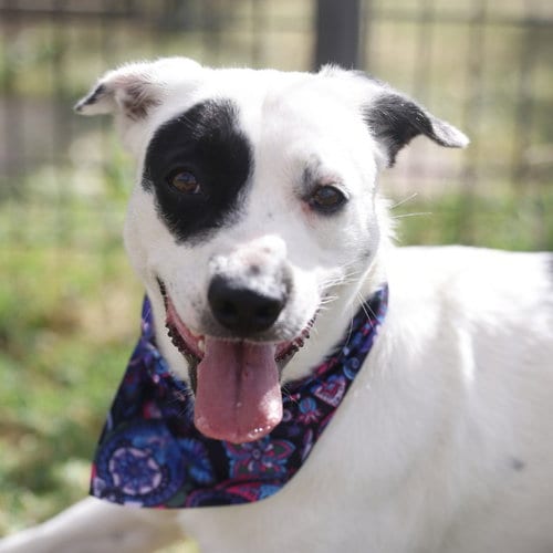 Photo of Harley, adoptable American Staffordshire Terrier in San Antonio, Texas