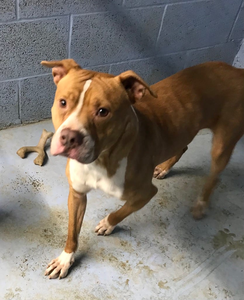 Photo of Rocky, adoptable Staffordshire Bull Terrier in Crossville, Tennessee