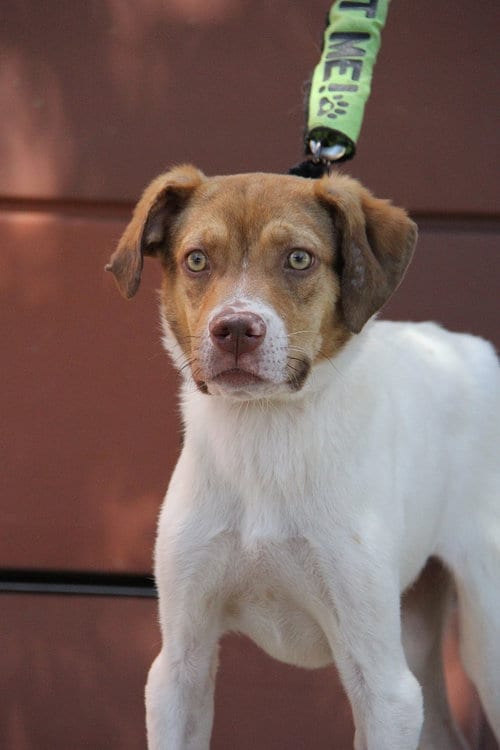 Photo of Oscar, adoptable Australian Shepherd in Charlotte, North Carolina