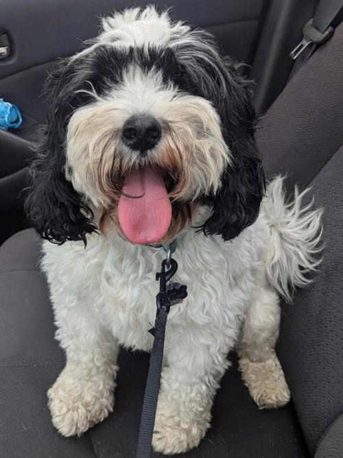 Photo of Joe, adoptable Cavalier King Charles Spaniel in Muskegon, Michigan