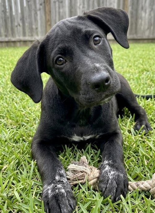 Photo of Phoebe, adoptable Labrador Retriever in Grovertown, Indiana