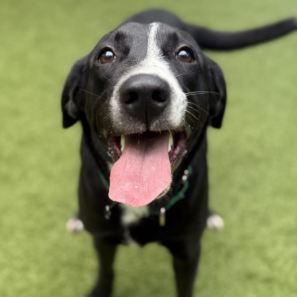 Photo of Stitch, adoptable Retriever, Black Labrador in Greensboro, North Carolina