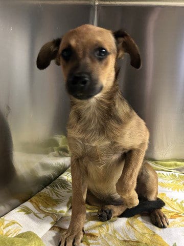 Photo of Alexi, adoptable Chihuahua in Bakersfield, California