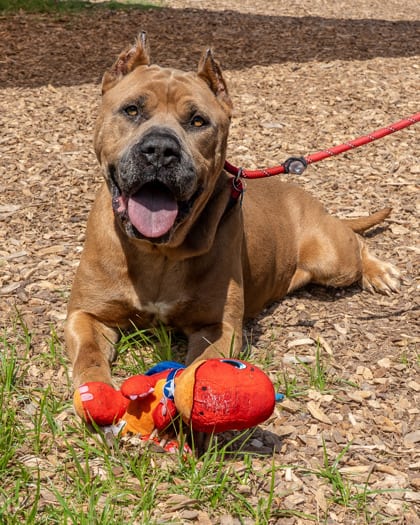 Photo of Sleekcoat, adoptable dog in Chamblee, Georgia