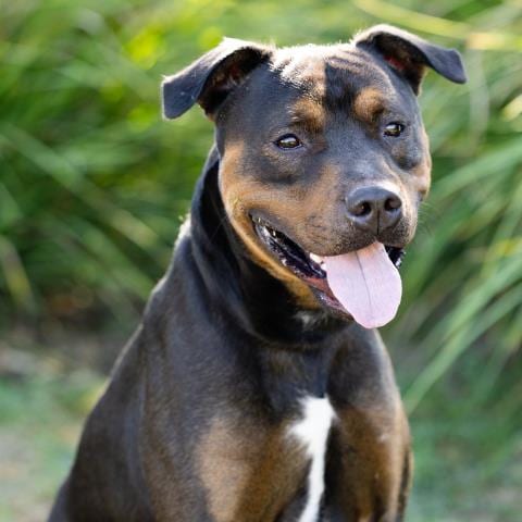 Photo of Birdy, adoptable Pit Bull Terrier in Camarillo, California