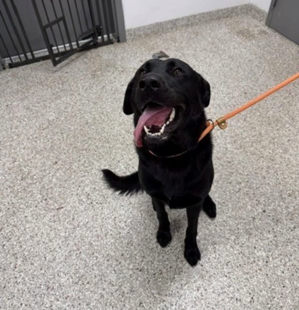 Photo of 61863490, adoptable Golden Retriever in Gastonia, North Carolina