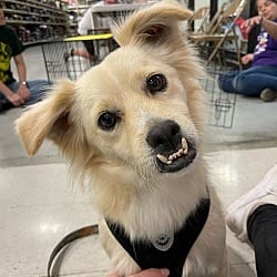 Photo of Buzzy, adoptable Jack Russell Terrier in Gretna, Florida