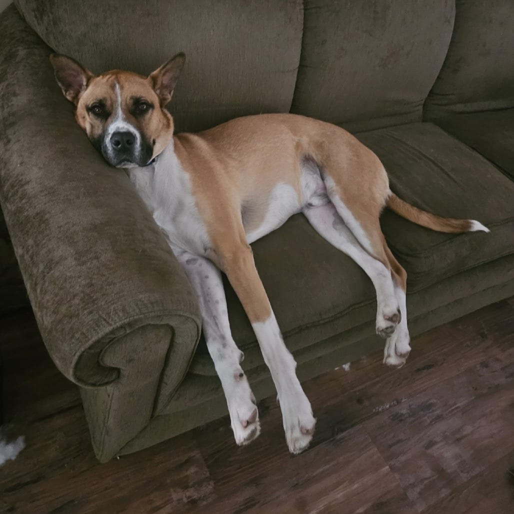 Photo of Duke, adoptable Shepherd / Boxer in Normal, Illinois