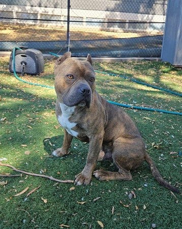 Photo of Dracco, adoptable Pit Bull Terrier in Fremont, California
