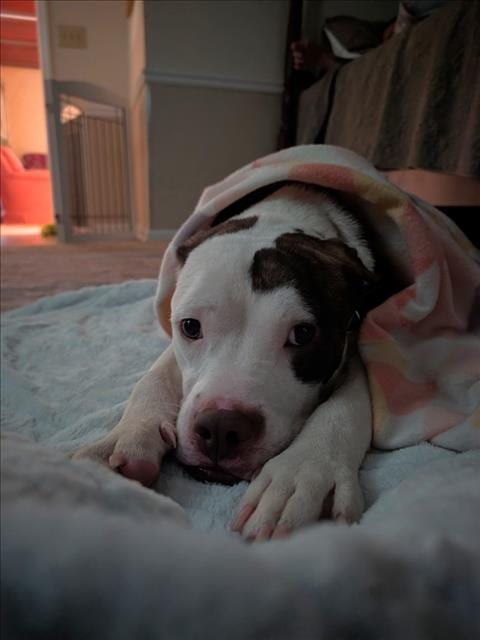 Photo of Dean, adoptable Pit Bull Terrier in Chapel Hill, North Carolina