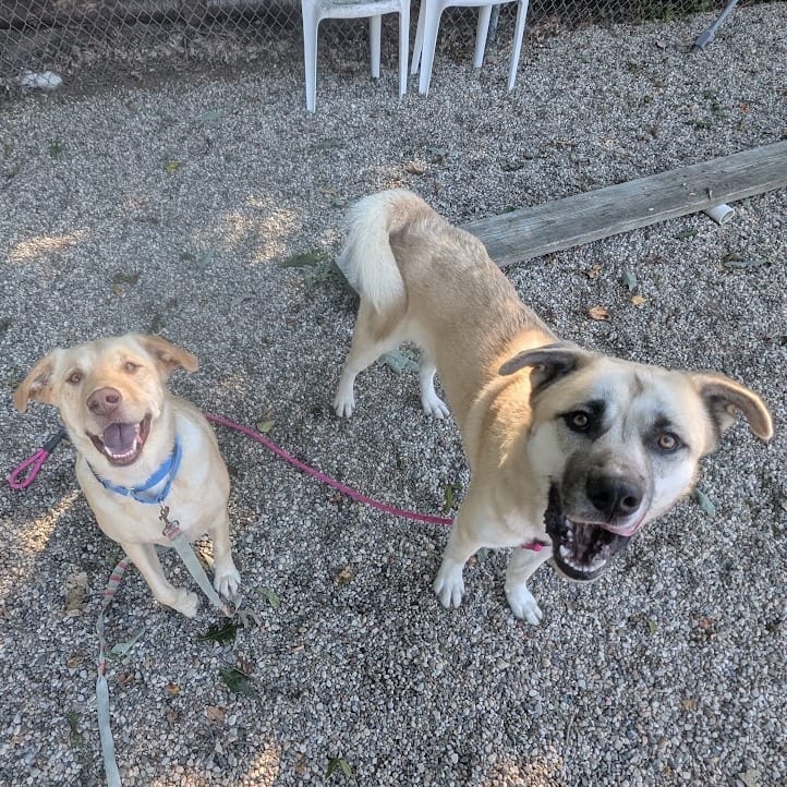 Photo of Roofus, adoptable Mixed Breed (Large) / Retriever, Labrador in West Olive, Michigan
