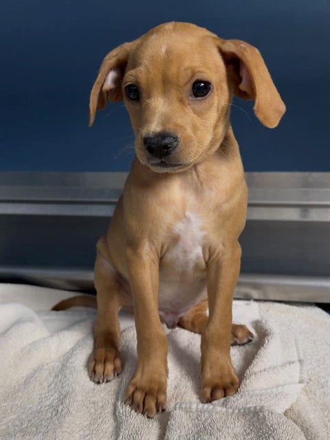 Photo of Stitch, adoptable Labrador Retriever in Conroe, Texas