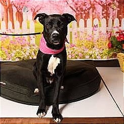 Photo of Nunu, adoptable Retriever, Labrador / Unknown in Weatherford, Texas