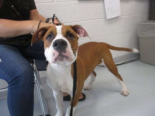 Photo of A390670, adoptable Boxer in Ocala, Florida