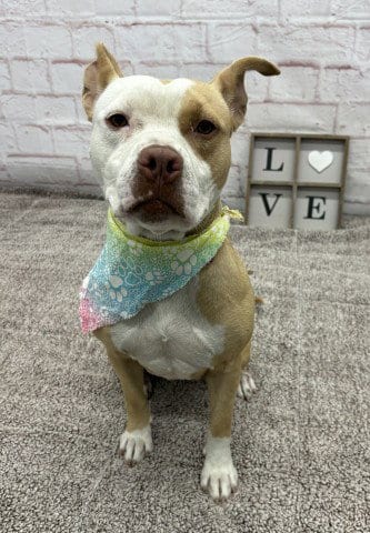 Photo of Julianne, adoptable Pit Bull Terrier in Detroit, Michigan