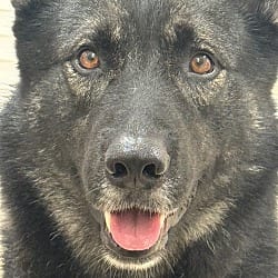 Photo of Watson - FaVoRiTE DoG, adoptable German Shepherd Dog in Valley Glen, California