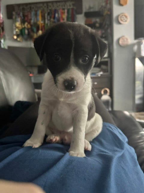 Photo of Inky, adoptable Terrier in Bellevue, Washington