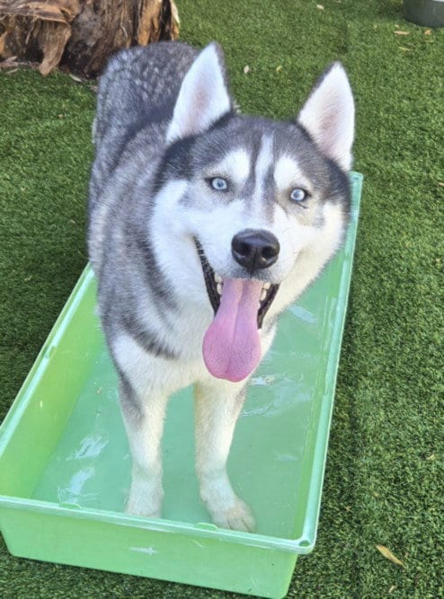 Photo of Milo, adoptable Husky in Los Angeles, California