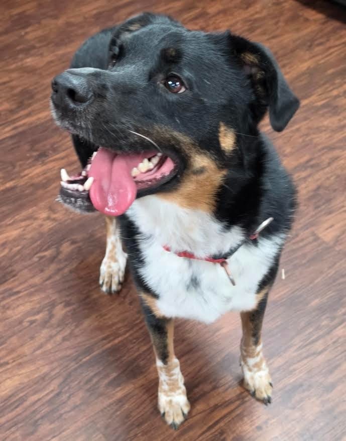 Photo of Gotti now Buster Gotten, adoptable Border Collie in Crossville, Tennessee