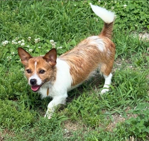 Photo of Waffle DD, adoptable Corgi in Columbia, Tennessee