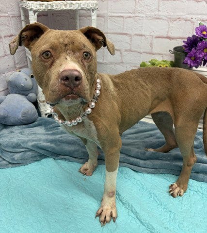 Photo of Danish, adoptable Pit Bull Terrier in Detroit, Michigan