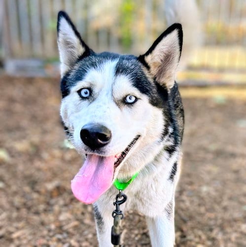 Photo of Oceania, adoptable Siberian Husky in Oakland, California