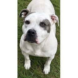 Photo of Fiona, adoptable American Pit Bull Terrier in Texas City, Texas