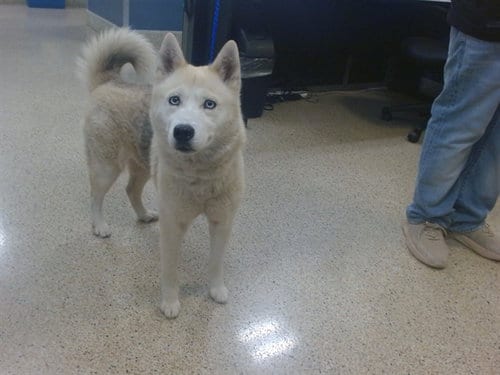 Photo of Skyler, adoptable Siberian Husky in Miami, Florida