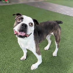 Photo of Arnie 5908, adoptable Boxer Mixed Breed (Medium) in Loxahatchee, Florida