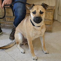 Photo of Woody, adoptable German Shepherd Dog in White Plains, New York