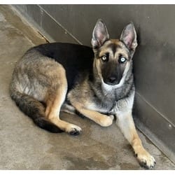Photo of Maevis, adoptable German Shepherd Dog Husky in San Bernardino, California