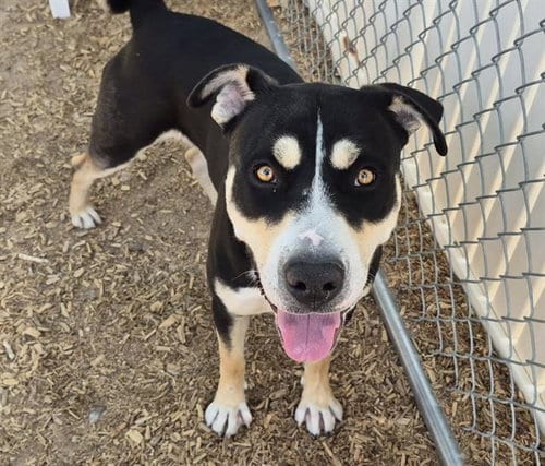 Photo of Buddy, adoptable American Pit Bull Terrier in Albuquerque, New Mexico