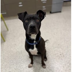Photo of Keaton, adoptable American Pit Bull Terrier in Brighton, Colorado
