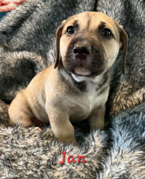 Photo of Jan, adoptable Beagle in Anchorage, Alaska