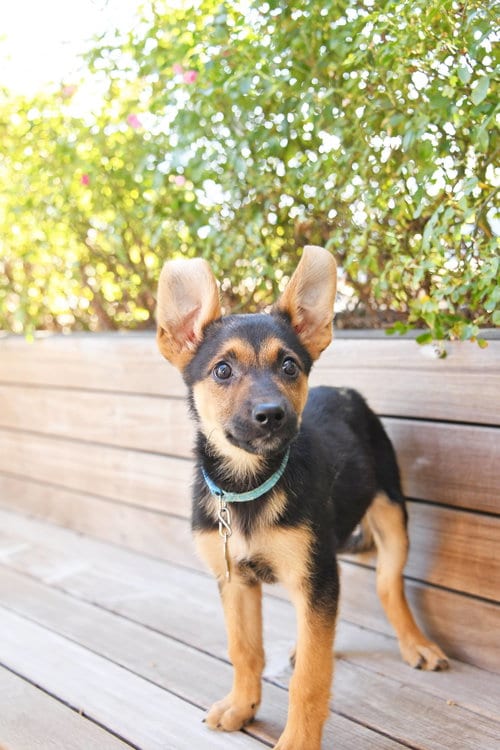 Photo of Everest Ears, adoptable German Shepherd Dog in Sandy, Utah