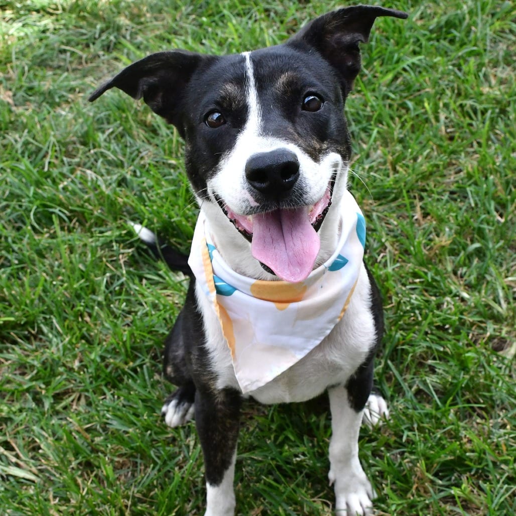 Photo of Kelly, adoptable Terrier, Pit Bull in Beaumont, Texas