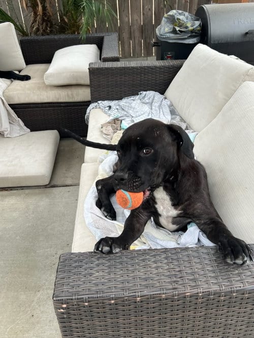 Photo of Bella, adoptable Labrador Retriever in San Diego, California