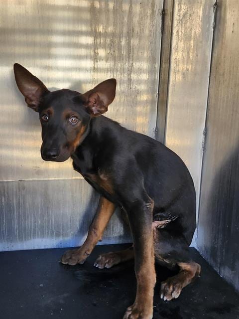 Photo of Rolly, adoptable Doberman Pinscher in San Antonio, Texas