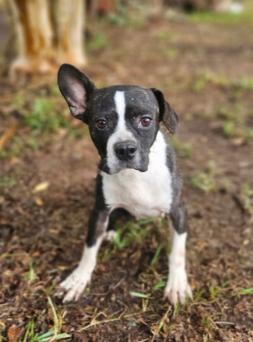 Photo of Tess, adoptable Boston Terrier in Wakefield, Rhode Island