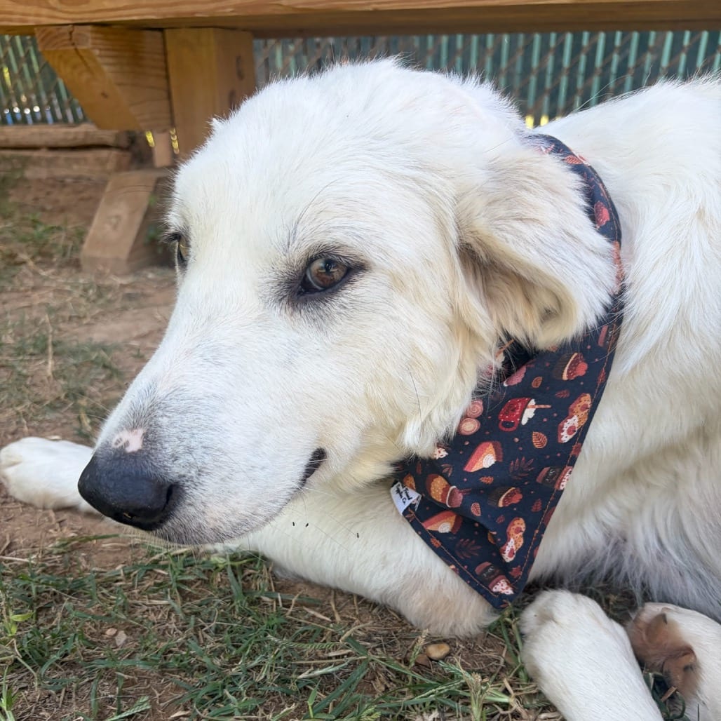 Photo of Cotton, adoptable Pyrenees, Great / Mixed Breed (Medium) in Starkville, Mississippi