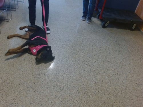 Photo of Daisy, adoptable Rottweiler in Miami, Florida
