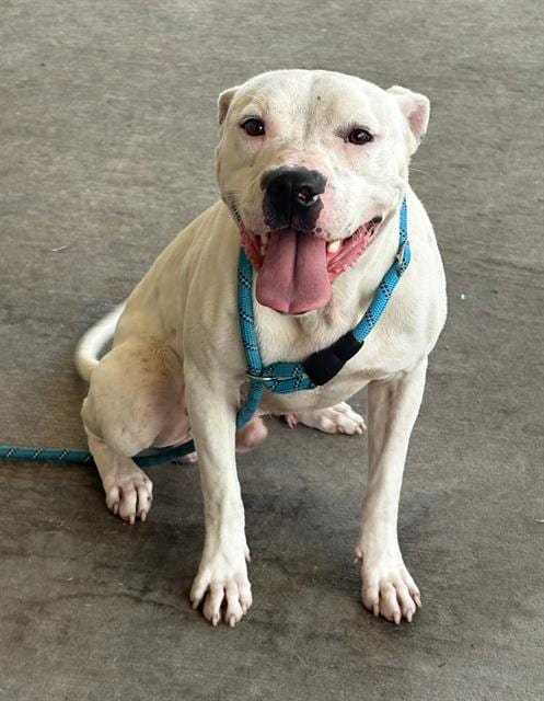 Photo of Rufus, adoptable Pit Bull Terrier in Baytown, Texas