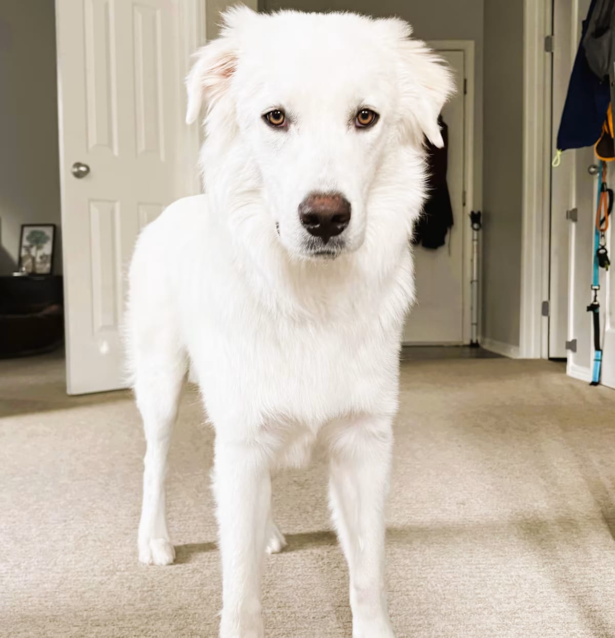 Photo of Goose, adoptable Great Pyrenees in Portland, Oregon