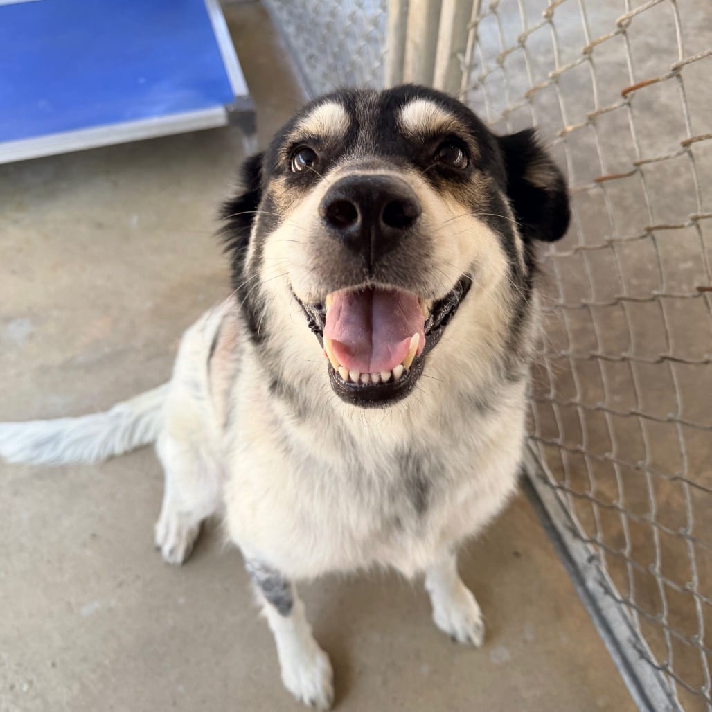 Photo of Lucy, adoptable Mixed Breed (Medium) in Columbus, Georgia