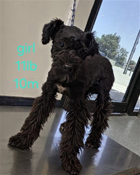 Photo of A171557, adoptable Miniature Schnauzer in Bakersfield, California