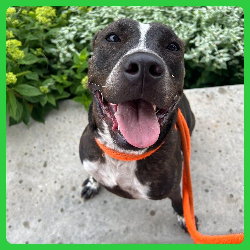 Photo of McFlurrie, adoptable Mixed Breed (Medium) in St. Louis, Missouri