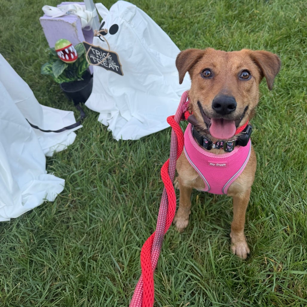 Photo of Maizie, adoptable Shepherd in Chicago, Illinois