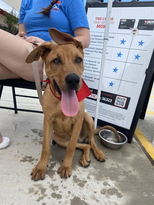 Photo of Kojack, adoptable Labrador Retriever in Gun Barrel City, Texas