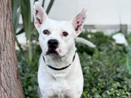 Photo of Benji, adoptable American Pit Bull Terrier in San Pedro, California