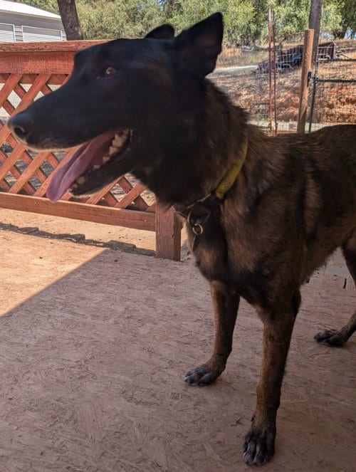 Photo of Kolton, adoptable Belgian Shepherd Malinois in Modesto, California
